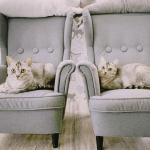 新北三重寵物餐廳-O CAT CAFE_Paw-Dreamer提供