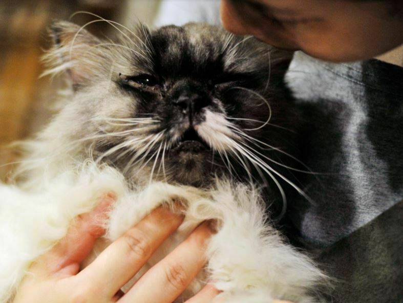 petsyoyo寵新聞-貓男 貓咪中途咖啡廳 新北蘆洲寵物餐廳 Paw-Dreamer提供