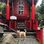 南投寵物友善景點-妖怪村_米克斯菲菲的走跳日記提供