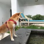 寵物知識-琳琅滿目的狗狗飼料怎麼挑選