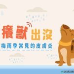 癢癢獸出沒~【狗狗梅雨季常見的皮膚炎】