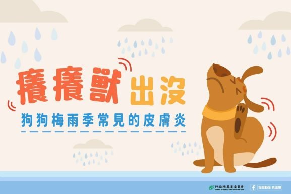 癢癢獸出沒~【狗狗梅雨季常見的皮膚炎】