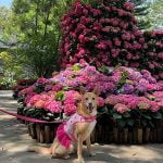 苗栗卓蘭寵物友善景點-花露農場FlowerHome_米克斯菲菲的走跳日記提供