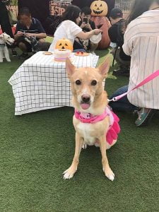 台中后里寵物友善景點-麗寶Outlet Mall_米克斯菲菲的走跳日記提供