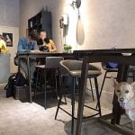 台中西區寵物友善餐廳-PeckoPecko_米克斯菲菲的走跳日記提供