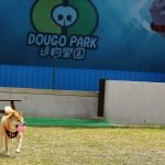 台中寵物友善景點-逗狗寵物樂園-烏日店_小珊珊提供