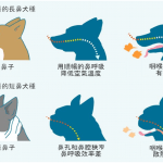 petsyoyo寵遊網-寵物知識 熱衰竭！寵物也會中暑！炎炎夏日如何防止寵物中暑？| 專業獸醫— 宋孟晉院長
