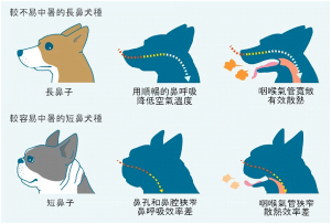 petsyoyo寵遊網-寵物知識 熱衰竭！寵物也會中暑！炎炎夏日如何防止寵物中暑？| 專業獸醫— 宋孟晉院長