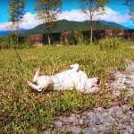 video_瑜舍民宿_PawDreamer