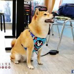 新北三重美鳳滷味寵物友善餐廳_小珊珊提供