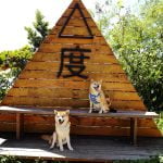 花蓮寵物友善餐廳-花蓮山度空間_小珊珊提供