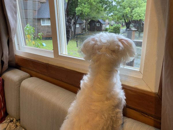 小墾丁渡假村獨棟木屋寵物住宿專案