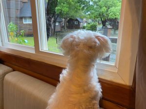 小墾丁渡假村獨棟木屋寵物住宿專案