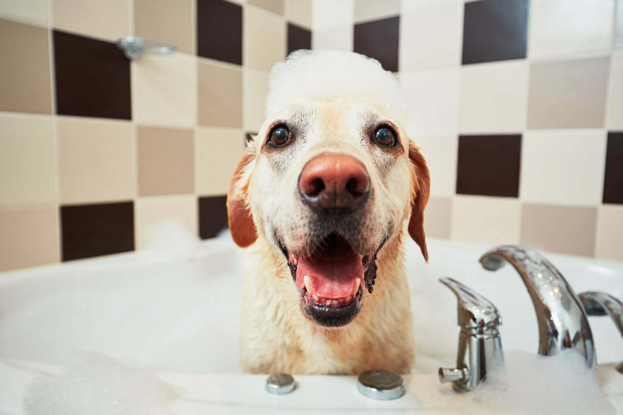 狗子洗澡时的样子，有的很搞笑，最后的金毛太乖巧了 | 宠物天空