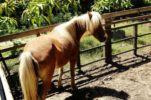 花蓮市寵物友善餐廳-華東牧場_小珊珊提供