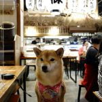 新北三峽寵物友善餐廳-八條壽司_小珊珊提供