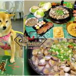 petsyoyo寵遊網-新北新莊寵物友善餐廳 澳門食娛城卜卜鍋 順德料理 小珊珊提供
