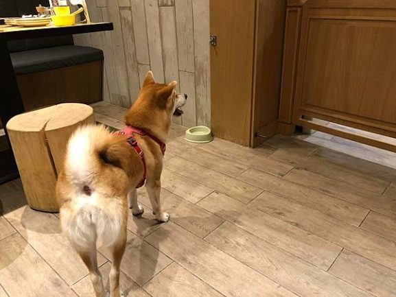 高雄苓雅寵物餐廳-李毛毛寵物餐廳_Yu Ching提供