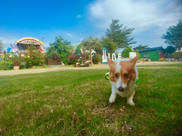 屏東墾丁寵物友善住宿-海角42號民宿