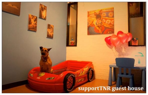 petsyoyo寵遊網－5熊的家民宿