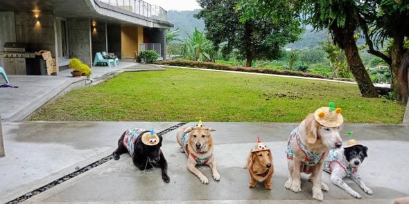 petsyoyo寵遊網-宜蘭礁溪寵物友善住宿 跑跑-pawpawland