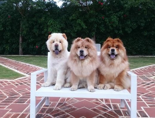 象廚泰緬式餐廳