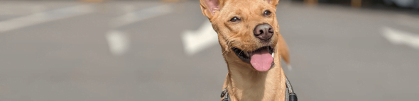 petsyoyo寵遊網-飛狗旅遊-寵物友善包車