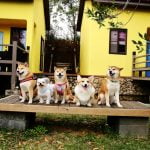 petsyoyo寵遊網-屏東寵物友善餐廳-墾丁牧場Villa民宿 小珊珊提供
