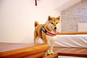 petsyoyo寵遊網-屏東寵物友善餐廳-墾丁牧場Villa民宿 小珊珊提供