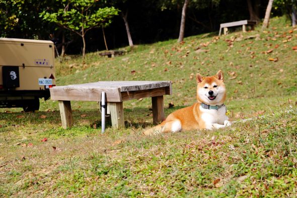 petsyoyo寵遊網-屏東墾丁寵物友善景點 阿信巧克力農場 小珊珊提供