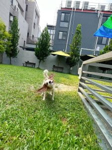 台南寵物友善餐廳-派特寵物友善餐廳_查理士小獵犬提供