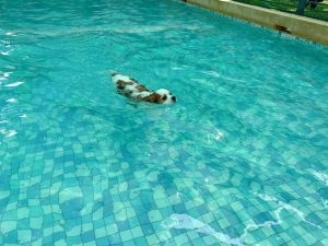 台南寵物友善餐廳-派特寵物友善餐廳_查理士小獵犬提供