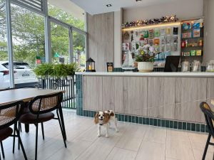 台南寵物友善餐廳-派特寵物友善餐廳_查理士小獵犬提供