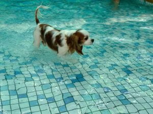 台南寵物友善餐廳-派特寵物友善餐廳_查理士小獵犬提供