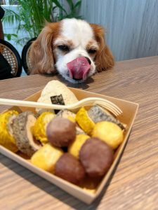 台南寵物友善餐廳-派特寵物友善餐廳_查理士小獵犬提供