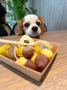 台南寵物友善餐廳-派特寵物友善餐廳_查理士小獵犬提供