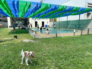 台南寵物友善餐廳-派特寵物友善餐廳_查理士小獵犬提供