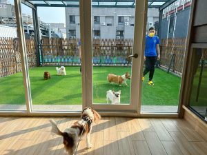 台南寵物友善餐廳-派特寵物友善餐廳_查理士小獵犬提供