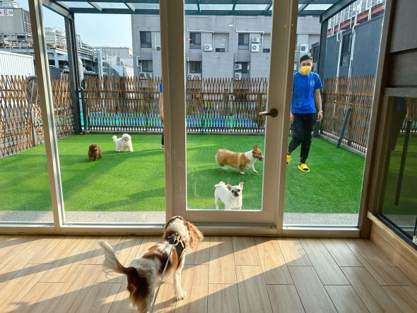 台南寵物友善餐廳-派特寵物友善餐廳_查理士小獵犬提供