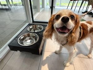 台南寵物友善餐廳-派特寵物友善餐廳_查理士小獵犬提供