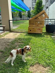 台南寵物友善餐廳-派特寵物友善餐廳_查理士小獵犬提供