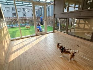 台南寵物友善餐廳-派特寵物友善餐廳_查理士小獵犬提供