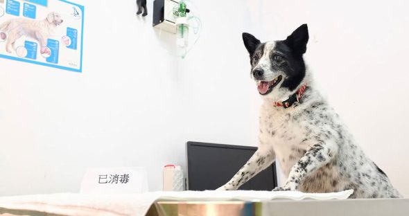 伊甸動物醫院 24小時動物醫院-24小時寵物醫院-24小時動物醫院 台北中山區24小時動物急診