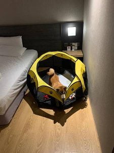 petsyoyo寵遊網-嘉義寵物友善住宿 嘉義觀止 Yu Ching提供