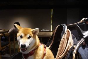 petsyoyo寵遊網-嘉義寵物友善住宿 嘉義觀止 Yu Ching提供