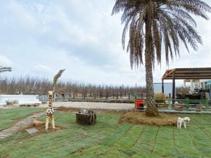 澎湖馬公寵物友善住宿-大魚的家民宿