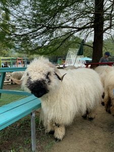 桃園寵物友善景點 富田花園農場