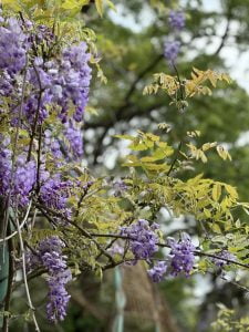 桃園寵物友善景點 富田花園農場
