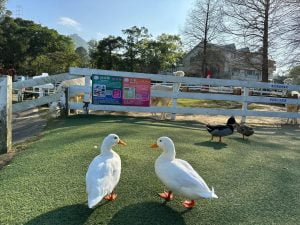 桃園寵物友善景點 富田花園農場