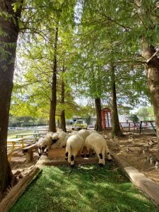 桃園寵物友善景點 富田花園農場